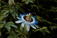 Why This Lesser-known Plant is Worth Knowing About